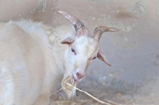 Close up of white goat looking in the camera .