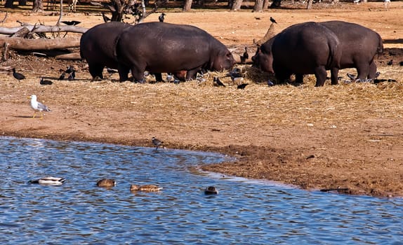 hippopotamus (Hippopotamus amphibius), or hippo , is a large, mostly herbivorous mammal in sub-Saharan Africa .