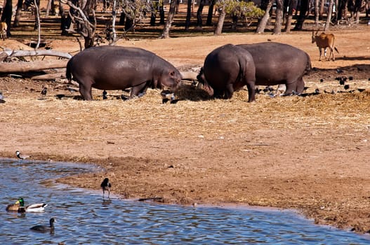 hippopotamus (Hippopotamus amphibius), or hippo , is a large, mostly herbivorous mammal in sub-Saharan Africa .