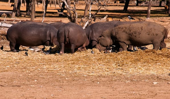 hippopotamus (Hippopotamus amphibius), or hippo , is a large, mostly herbivorous mammal in sub-Saharan Africa .