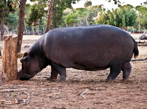 hippopotamus (Hippopotamus amphibius), or hippo , is a large, mostly herbivorous mammal in sub-Saharan Africa .