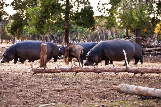 hippopotamus (Hippopotamus amphibius), or hippo , is a large, mostly herbivorous mammal in sub-Saharan Africa .