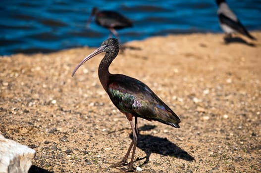 Portrait of glossy Ibis Plegadis standing .