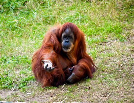 Orangutan sitting on the ground with outstretched hand.