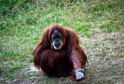 Orangutan sitting on the ground with outstretched hand.