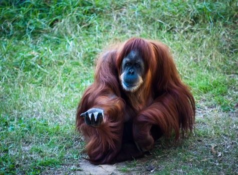 Orangutan sitting on the ground with outstretched hand.