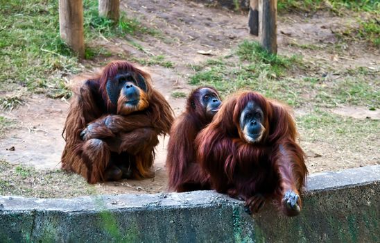 Family orangutans. Female with outstretched hand.