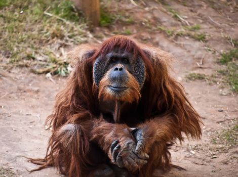 Portrait of a thoughtful adult orangutan.
