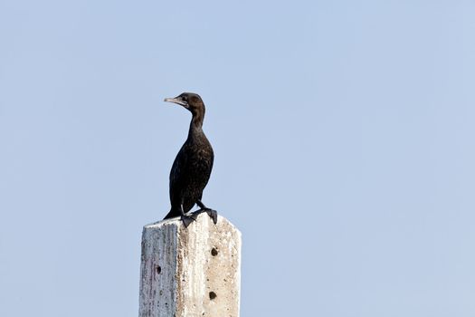 A Little Cormorant on post