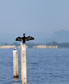 A Little Cormorant on post