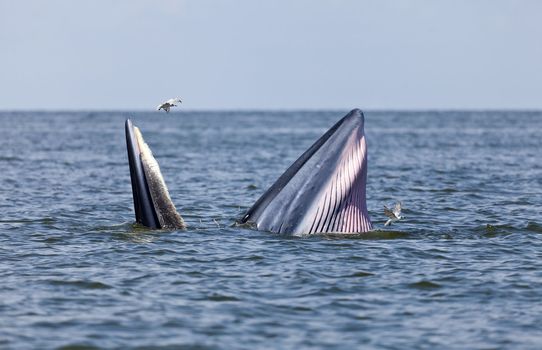 Bryde's whale eating anchovy fish in the gulf of Thailand