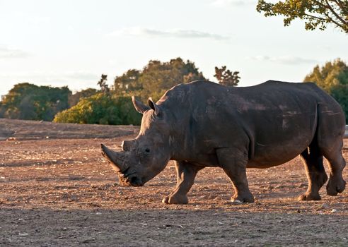 Rhino walking in the field .