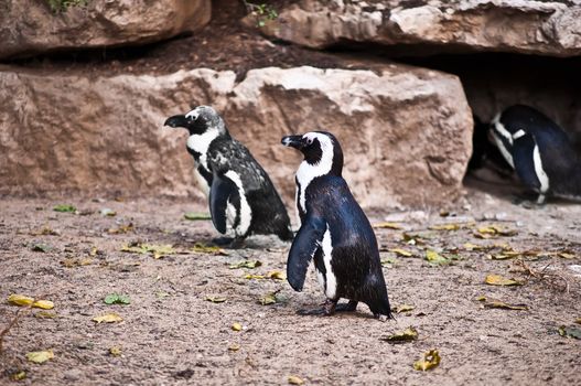 African Penguin (Spheniscus demersus), also known as the Black-footed Penguin is a species of penguin, confined to southern African waters .