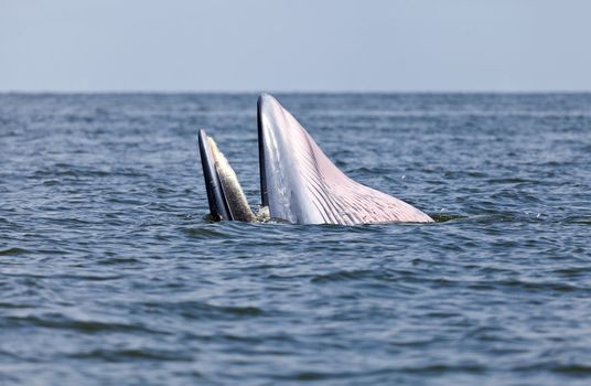 Bryde's whale eating anchovy fish in the gulf of Thailand
