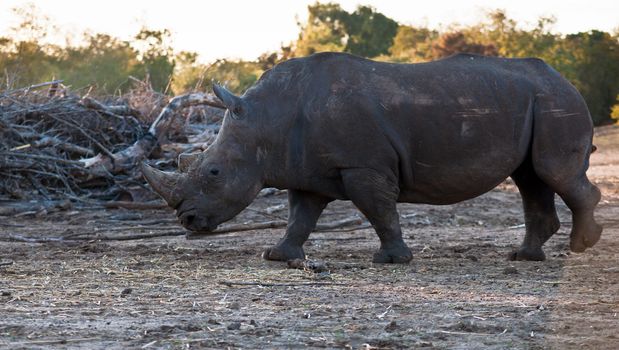 Rhino walking in the field .
