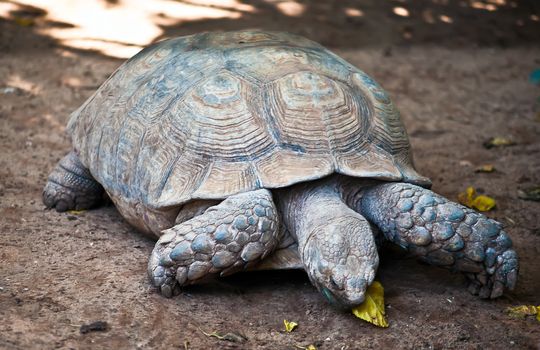 African spurred tortoise (Geochelone sulcata), also called the African spur thigh tortoise  or the sulcata tortoise, is a species of tortoise which inhabits the southern edge of the Sahara desert, in northern Africa.