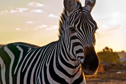 Portrait of a  zebra .