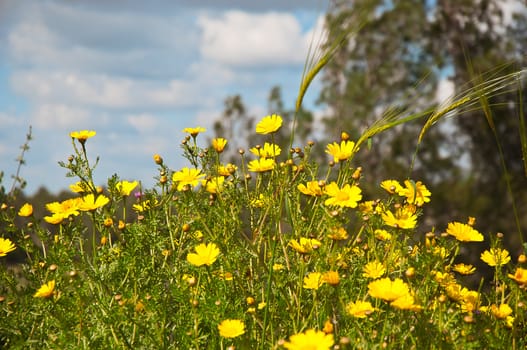 Yellow camomile (Anthemis tinctoria) in the spring day on the park .