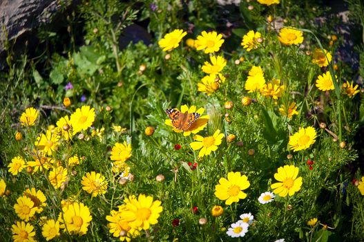 Yellow camomile (Anthemis tinctoria) and butterfly in the spring day on the meadow .