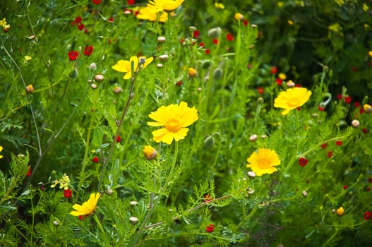 Yellow camomile (Anthemis tinctoria) in the spring day on the meadow .