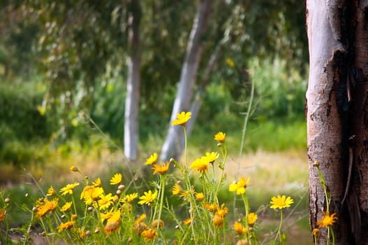 Yellow camomile (Anthemis tinctoria) in the spring day on the park .