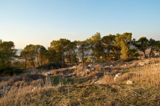 View of the forest in Israel. Beit Shemesh.