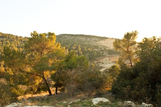 View of the forest in Israel. Area Jimal.
