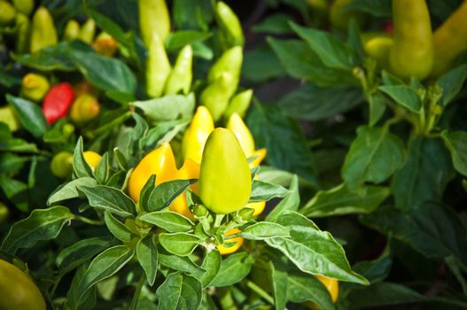 Fresh colorful chillies growing in the vegetable garden ready to harvest.