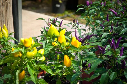 Fresh colorful chillies growing in the vegetable garden ready to harvest.