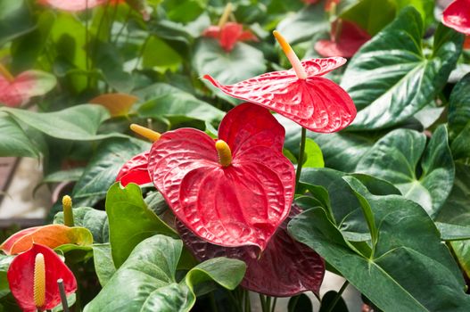 Red anthurium flower in the garden .