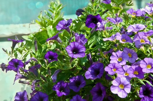 Colorful petunia flowers close up.