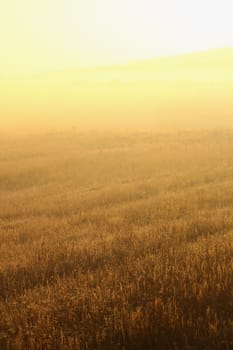 misty morning in the field as the sun rises