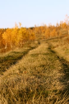 abstract view of road in the forest with very shallow dof