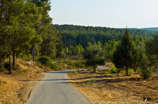 View of the forest in Israel. Beit Shemesh.