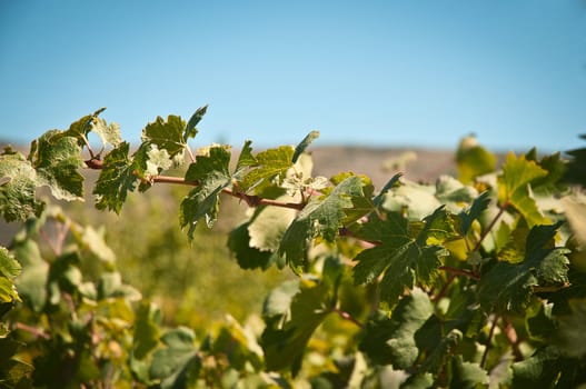 Growth of a grapevine against a blue sky .