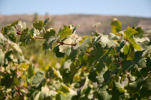 Growth of a grapevine against a blue sky .