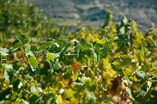 Endless green grapevines in a row growing .