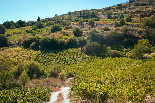 Endless green grapevines in a row growing  on the island of Cyprus .