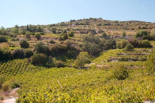 Endless green grapevines in a row growing  on the island of Cyprus .