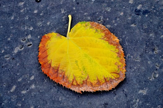 Autumn leaf on asphalt