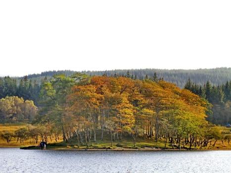 Autumn trees at the bank of a lake