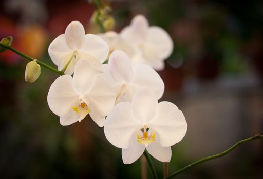 Branch of blossoms  beautiful white orchid  .