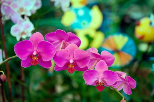 Branch of beautiful purple orchid - phalaenopsis .