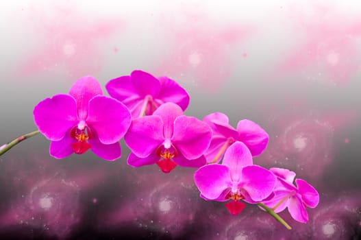 Beautiful pink orchid flower on abstract fantasy black background .