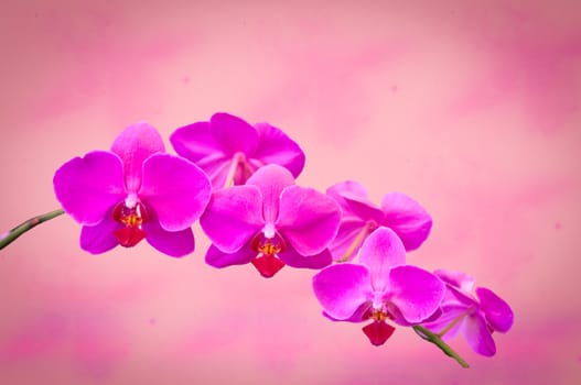 Branch of beautiful purple orchid  on an abstract background .