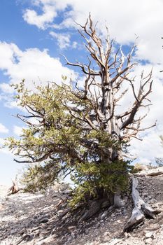 Ancient Bristlecone Pine Forest is high in the White Mountains in Inyo County in eastern California.