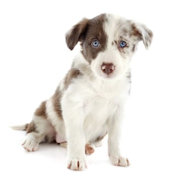 portrait of puppy border collie in front of white background