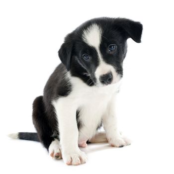 portrait of puppy border collie in front of white background