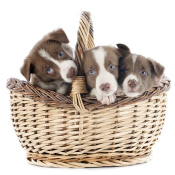 portrait of puppies border collies in a basket in front of white background