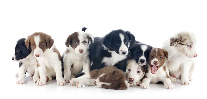 portrait of puppies border collies in front of white background